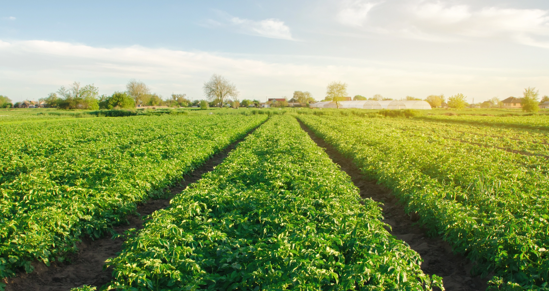 potato-plantations-grow-in-the-field-2023-11-27-05-06-18-utc